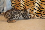 Chatons Bengal brown Rozetted