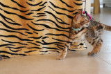 Chatons Bengal brown Rozetted