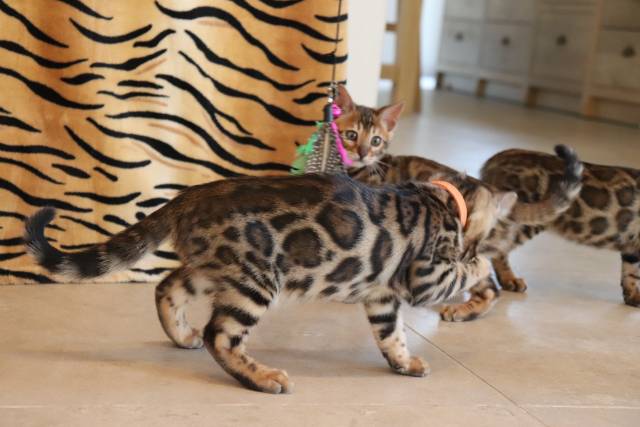 Chatons Bengal brown Rozetted