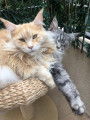 Chat adulte de race Maine Coon Mâle à donner