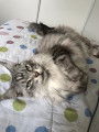 Chat adulte de race Maine Coon Mâle à donner
