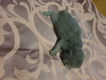 2 Chatons British Shorthair A Vendre 2 Males Petite Annonce Chat