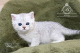 Chatons British, Scottish straight et Fold