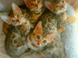 Chatons de race Bengal &agrave; vendre (2 femelles & 2 m&acirc;les)
