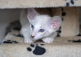 Pythagore male siamois seal tabby point et blanc