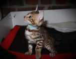 Magnifiques chatons Bengals &agrave; vendre
