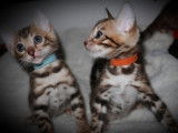 Magnifiques chatons Bengals &agrave; vendre