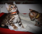 Magnifiques chatons Bengals &agrave; vendre