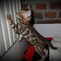 Magnifiques chatons Bengals &agrave; vendre