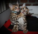 Magnifiques chatons Bengals &agrave; vendre