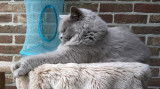 Femelle British blue à vendre