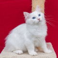 Chaton de race Sibérien femelle à vendre