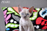 Chatons de race Devon Rex &agrave; vendre (5 femelles & 1 m&acirc;le)