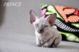 Chatons de race Devon Rex &agrave; vendre (5 femelles & 1 m&acirc;le)