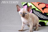 Chatons de race Devon Rex &agrave; vendre (5 femelles & 1 m&acirc;le)