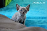 Chatons de race Devon Rex &agrave; vendre (5 femelles & 1 m&acirc;le)