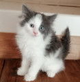 Chat adulte de race Norvégien Mâle à vendre