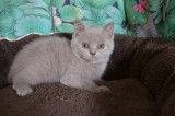Chatons de race British Shorthair &agrave; vendre (2 femelles & 3 m&acirc;les)
