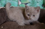 Chatons de race British Shorthair &agrave; vendre (2 femelles & 3 m&acirc;les)