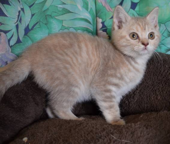 5 Chatons British Shorthair A Vendre 2 Femelles 3 Males Petite Annonce Chat