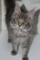 Adorables chatons Maine Coon