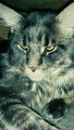 Adorables chatons Maine Coon
