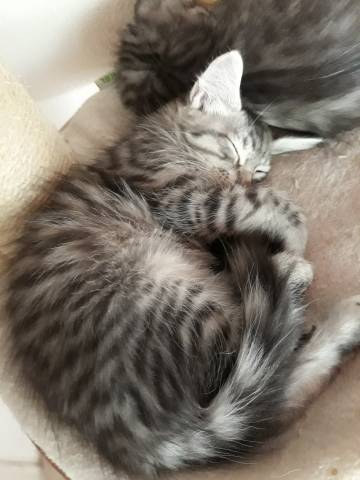5 Chatons Maine Coon A Vendre 3 Femelles 2 Males Petite Annonce Chat