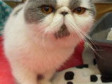 Superbe jeune m&acirc;le Exotic Shorthair