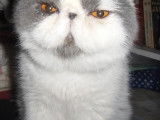 Superbe jeune m&acirc;le Exotic Shorthair
