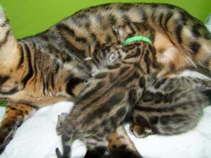 2 chatons Bengal femelles à vendre