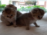 Chatons de race Scottish Fold à vendre (3 femelles)