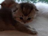 Chatons de race Scottish Fold à vendre (3 femelles)