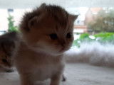 Chatons de race Scottish Fold à vendre (3 femelles)