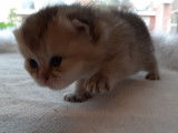 Chatons de race Scottish Fold à vendre (3 femelles)