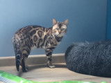 De type Bengal disponible pour saillie