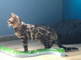 De type Bengal disponible pour saillie