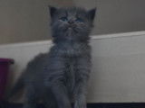 Chatons Maines Coons disponibles pour janvier 2020
