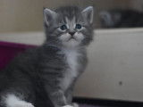 Chatons Maines Coons disponibles pour janvier 2020