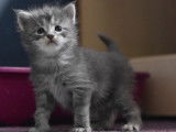 Chatons Maines Coons disponibles pour janvier 2020