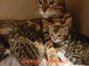 4 chatons Bengal à vendre (3 Femelles & 1 Mâle)