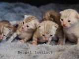 Chatons de bengal