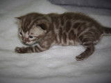 Chatons de bengal