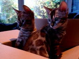 Chatons de bengal