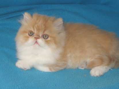 Chatterie Du Bois De Chaville Elevage De Persan A Chaligny