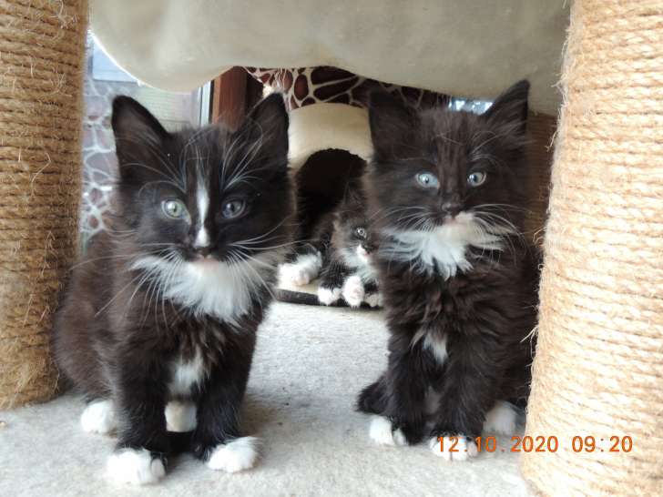 3 chatons Norvégien disponibles, 3 femelles noir et blanche