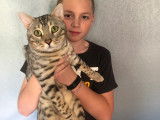 Chat Bengal mâle à vendre