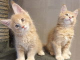 3 chatons Maine Coon à réserver