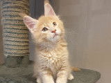 3 chatons Maine Coon à réserver