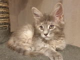 3 chatons Maine Coon à réserver