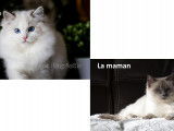 Magnifique chatons Ragdoll LOOF
